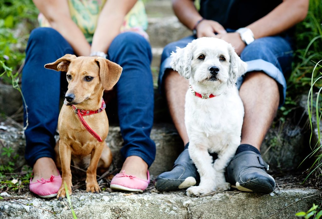 Young couple with dogs